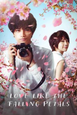 ดูหนังออนไลน์ Love Like the Falling Petals ใบไม้ผลิที่ไม่มีเธอเป็นซากุระ (2022)